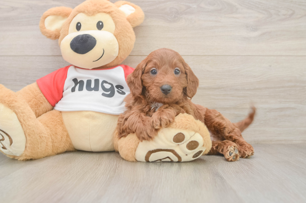 6 week old Cavapoo Puppy For Sale - Pilesgrove Pups