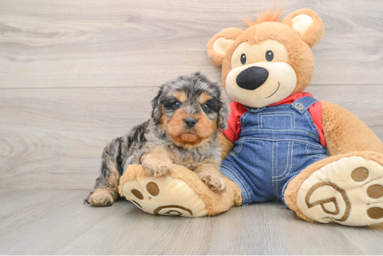 Cavapoo Puppy for Adoption