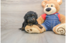Hypoallergenic Cavadoodle Poodle Mix Puppy