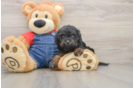 Cavapoo Puppy for Adoption