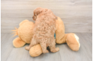 Cavapoo Puppy for Adoption