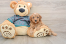 Cavapoo Puppy for Adoption