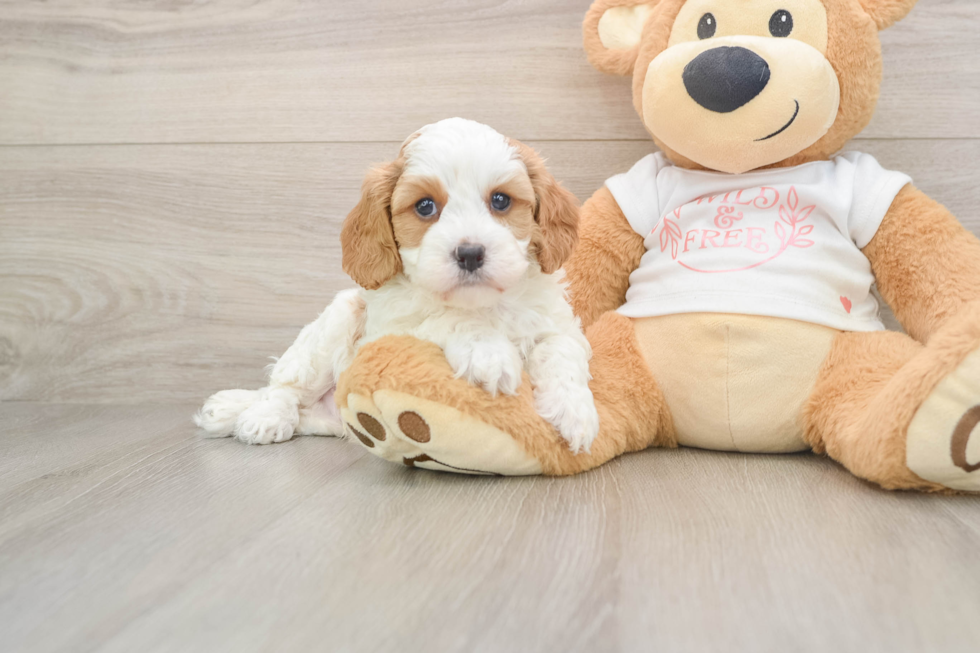 Small Cavapoo Baby