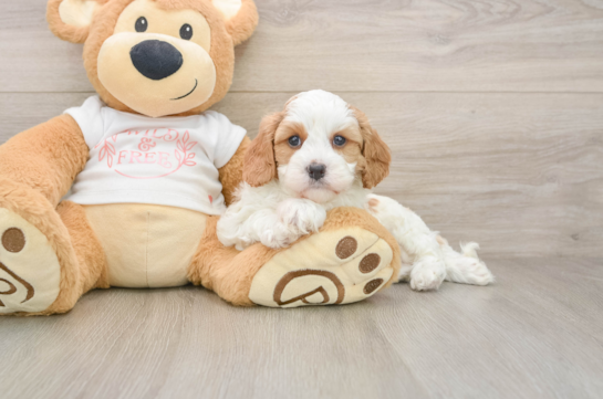 Funny Cavapoo Poodle Mix Pup