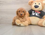 8 week old Cavapoo Puppy For Sale - Pilesgrove Pups