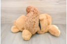 Petite Cavapoo Poodle Mix Pup
