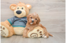 Friendly Cavapoo Baby