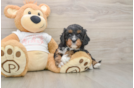 Cavapoo Puppy for Adoption