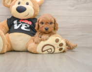 8 week old Cavapoo Puppy For Sale - Pilesgrove Pups