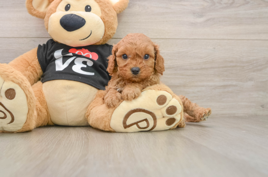Energetic Cavoodle Poodle Mix Puppy