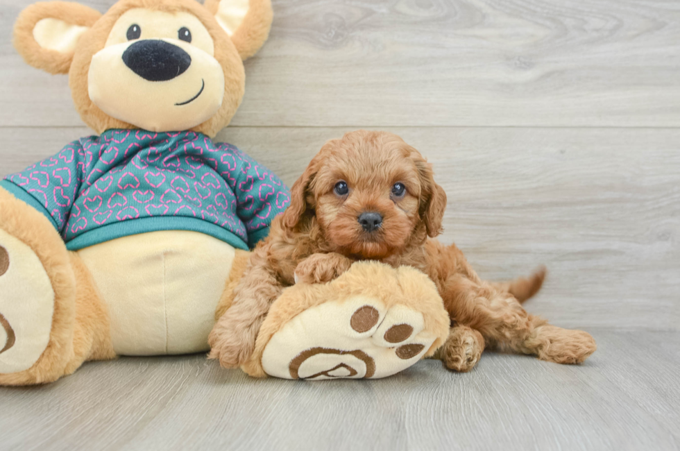 7 week old Cavapoo Puppy For Sale - Pilesgrove Pups