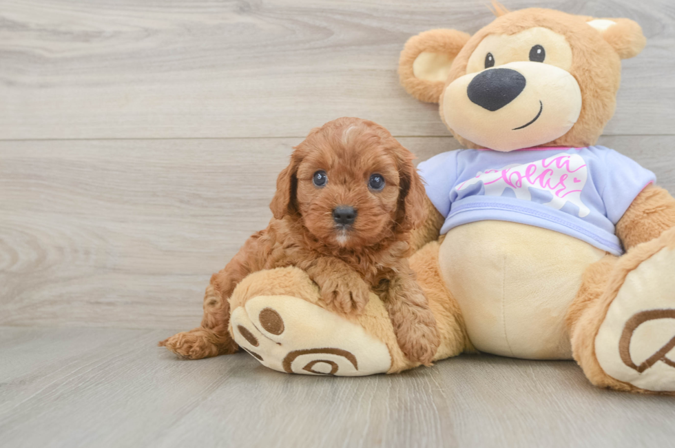 5 week old Cavapoo Puppy For Sale - Pilesgrove Pups