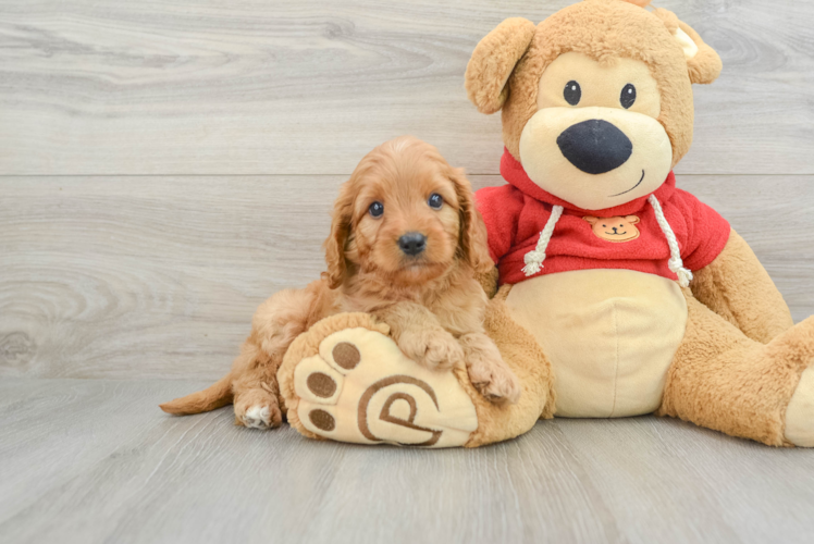 Fluffy Cavapoo Poodle Mix Pup