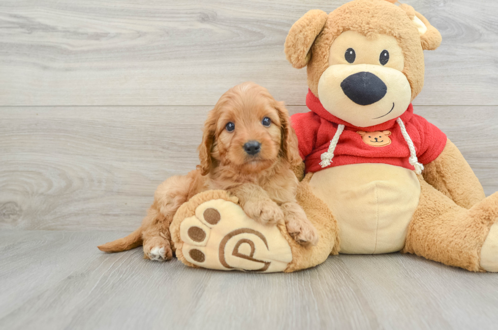 5 week old Cavapoo Puppy For Sale - Pilesgrove Pups