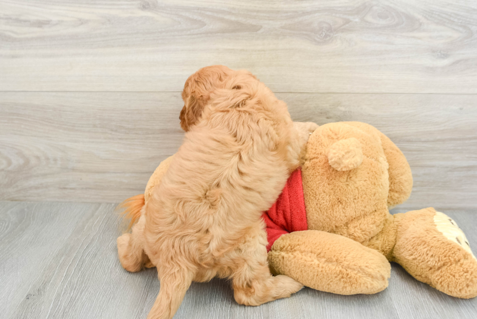 Cavapoo Pup Being Cute