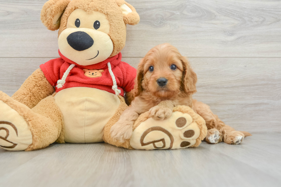 Little Cavipoo Poodle Mix Puppy