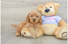 Friendly Cavapoo Baby