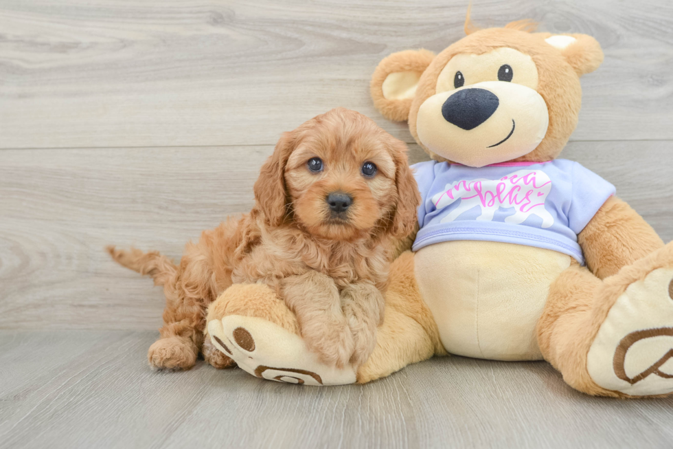 Friendly Cavapoo Baby