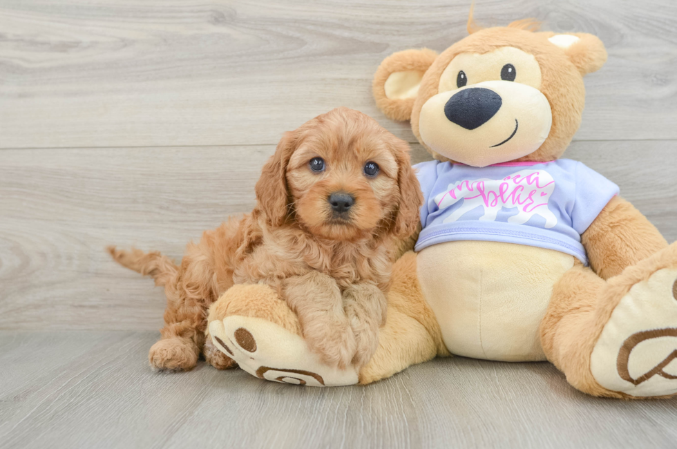 6 week old Cavapoo Puppy For Sale - Pilesgrove Pups