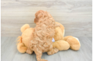Small Cavapoo Baby