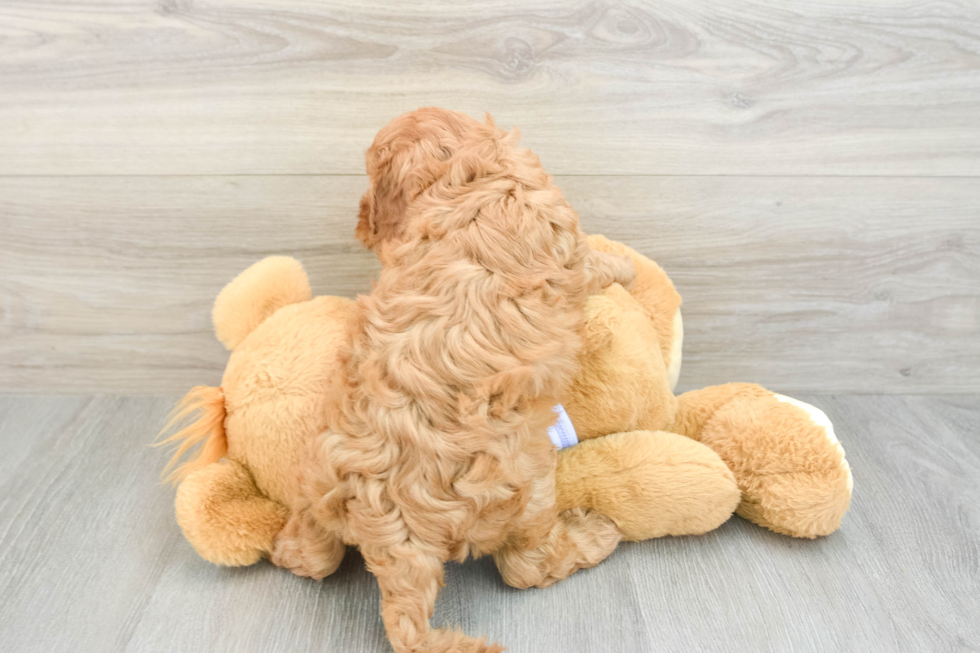 Small Cavapoo Baby