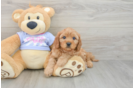 Cute Cavapoo Baby