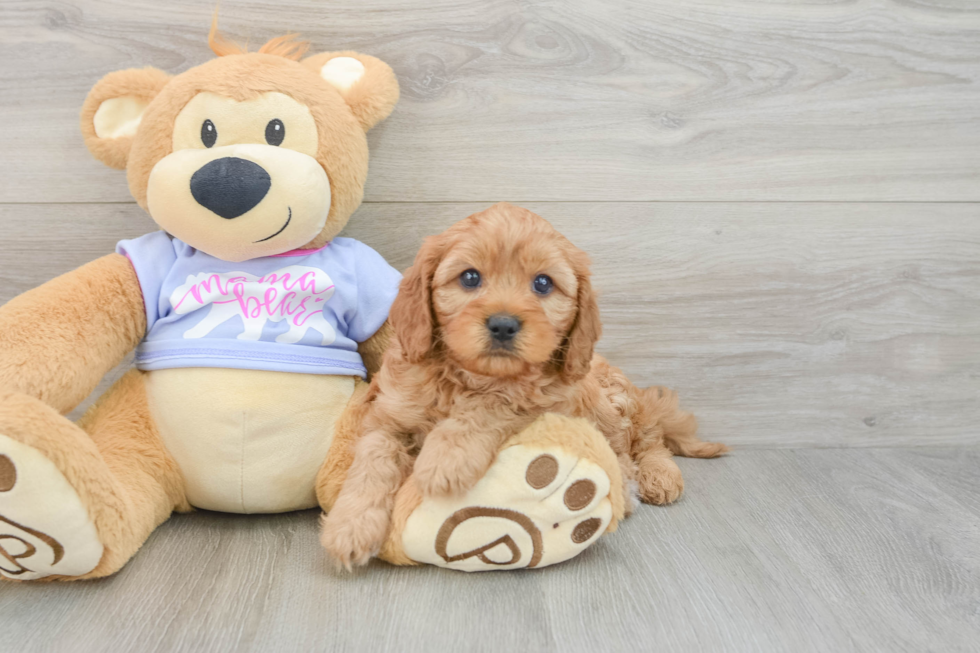 Cute Cavapoo Baby