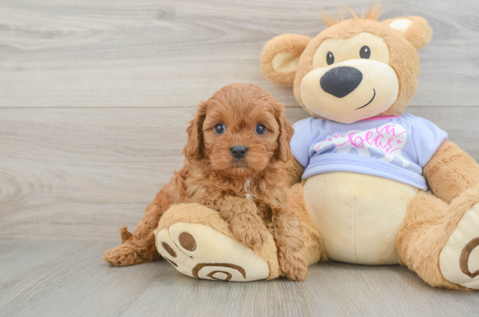 5 week old Cavapoo Puppy For Sale - Pilesgrove Pups