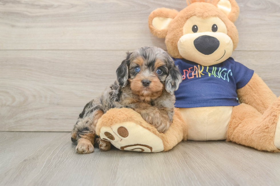 6 week old Cavapoo Puppy For Sale - Pilesgrove Pups
