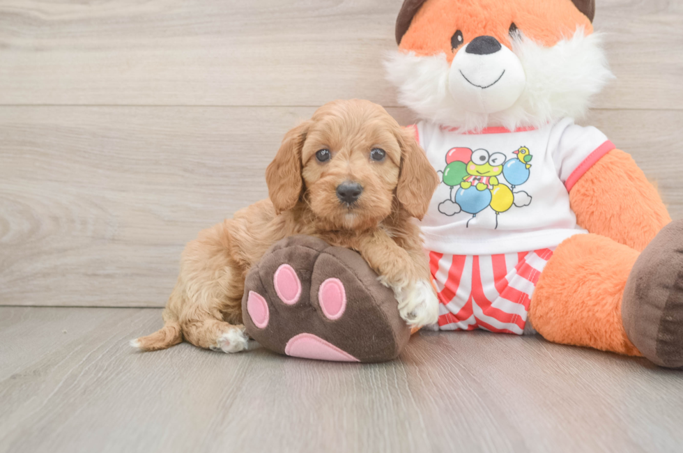 7 week old Cavapoo Puppy For Sale - Pilesgrove Pups