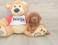 9 week old Cavapoo Puppy For Sale - Pilesgrove Pups