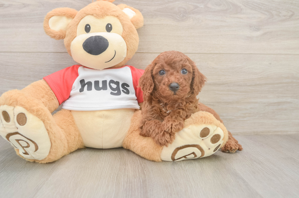 6 week old Cavapoo Puppy For Sale - Pilesgrove Pups