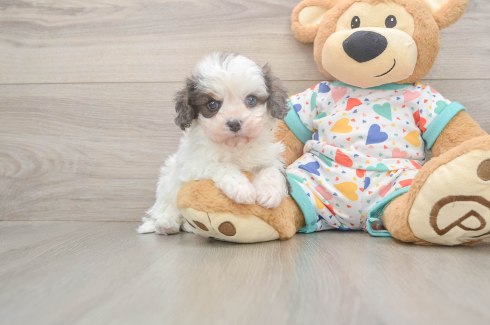 6 week old Cavapoo Puppy For Sale - Pilesgrove Pups