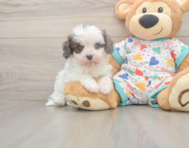 6 week old Cavapoo Puppy For Sale - Pilesgrove Pups 6 week old Cavapoo Puppy For Sale - Pilesgrove Pups