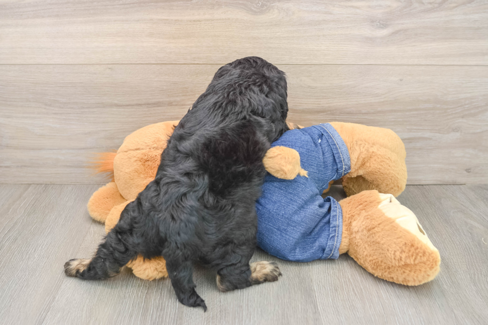 Hypoallergenic Cavadoodle Poodle Mix Puppy