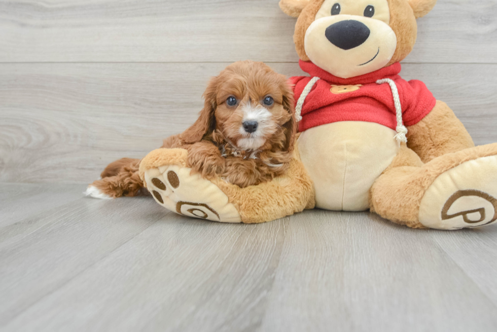 Smart Cavapoo Poodle Mix Pup