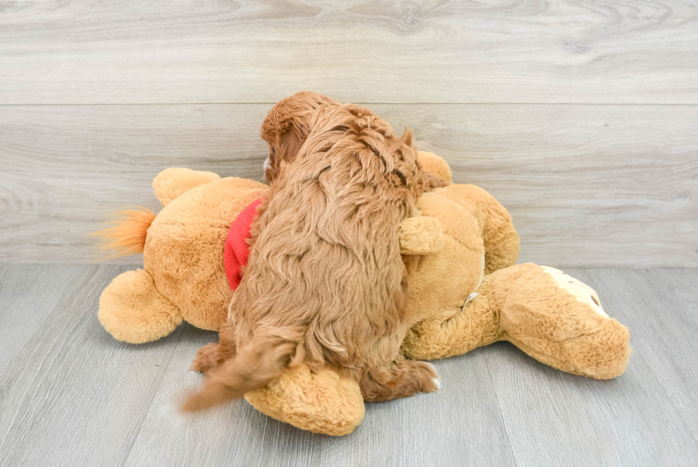 Cavapoo Puppy for Adoption