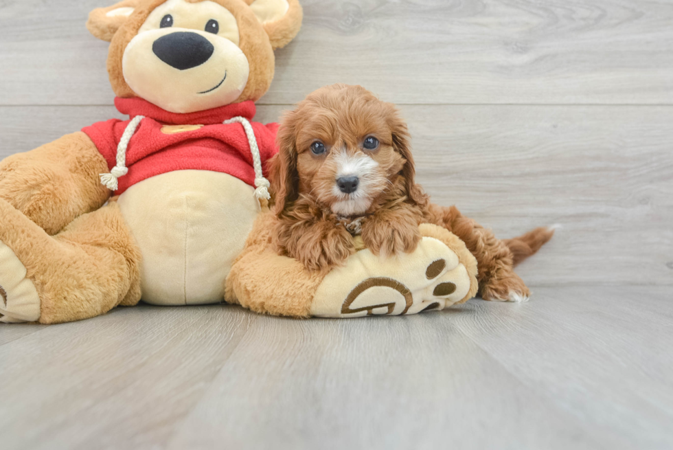 Petite Cavapoo Poodle Mix Pup