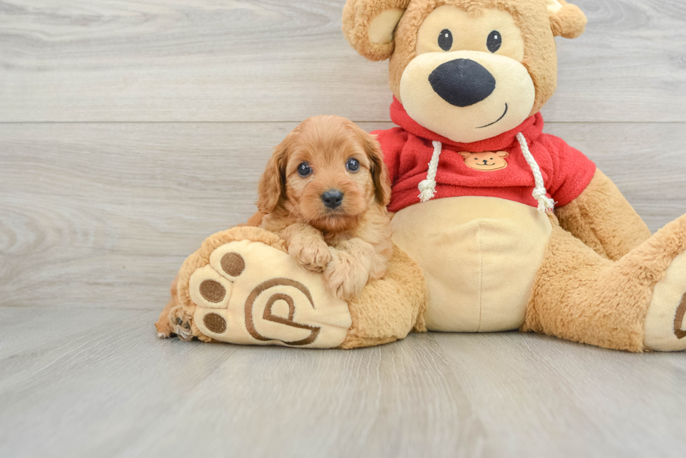 Small Cavapoo Baby