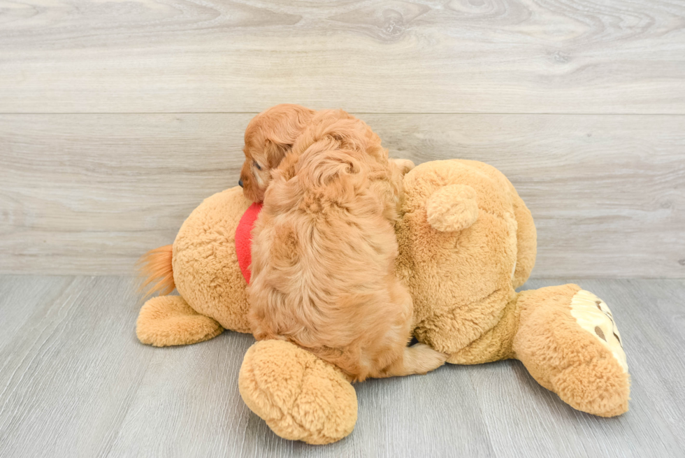 Cavapoo Puppy for Adoption