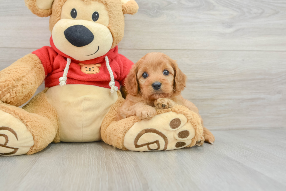 Cavapoo Pup Being Cute