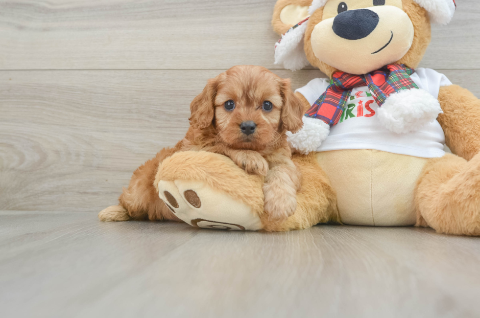 6 week old Cavapoo Puppy For Sale - Pilesgrove Pups