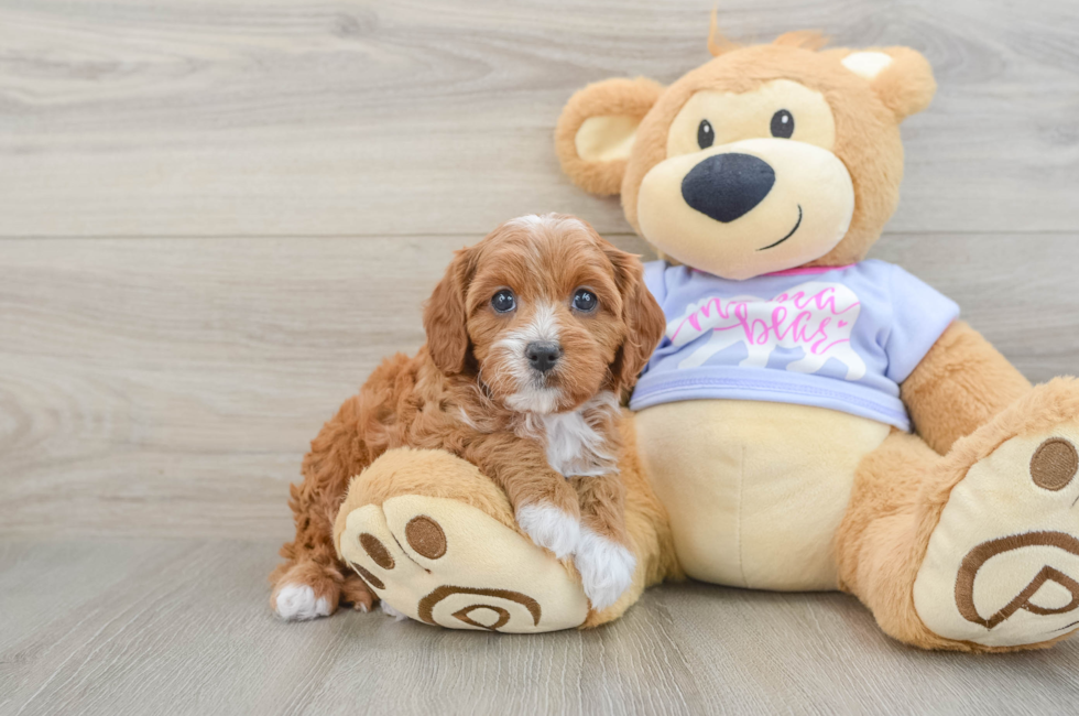 6 week old Cavapoo Puppy For Sale - Pilesgrove Pups