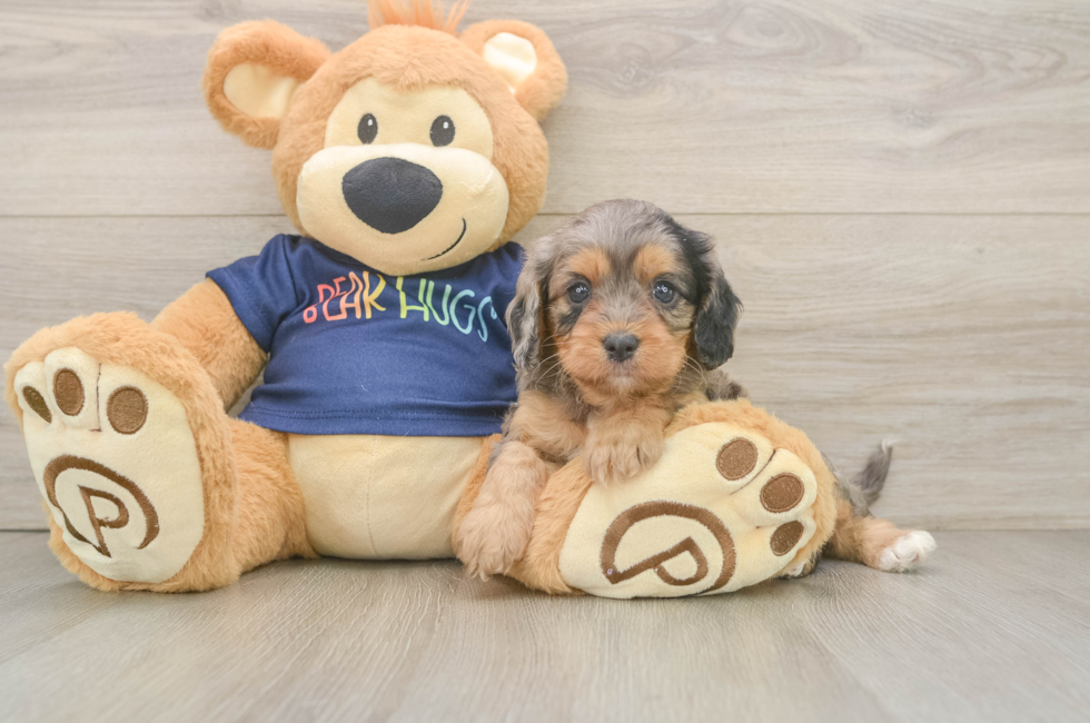 6 week old Cavapoo Puppy For Sale - Pilesgrove Pups