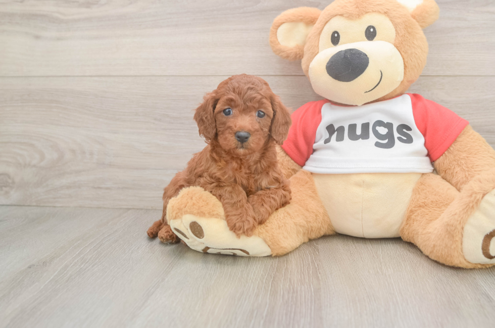 6 week old Cavapoo Puppy For Sale - Pilesgrove Pups