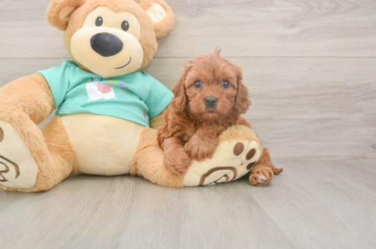 5 week old Cavapoo Puppy For Sale - Pilesgrove Pups Petite Cavapoo Poodle Mix Pup