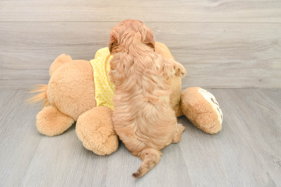 Friendly Cavapoo Baby