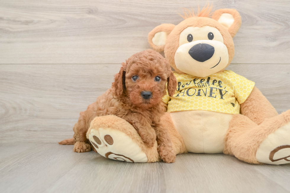 Cavapoo Pup Being Cute