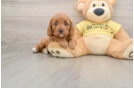 Cavapoo Pup Being Cute