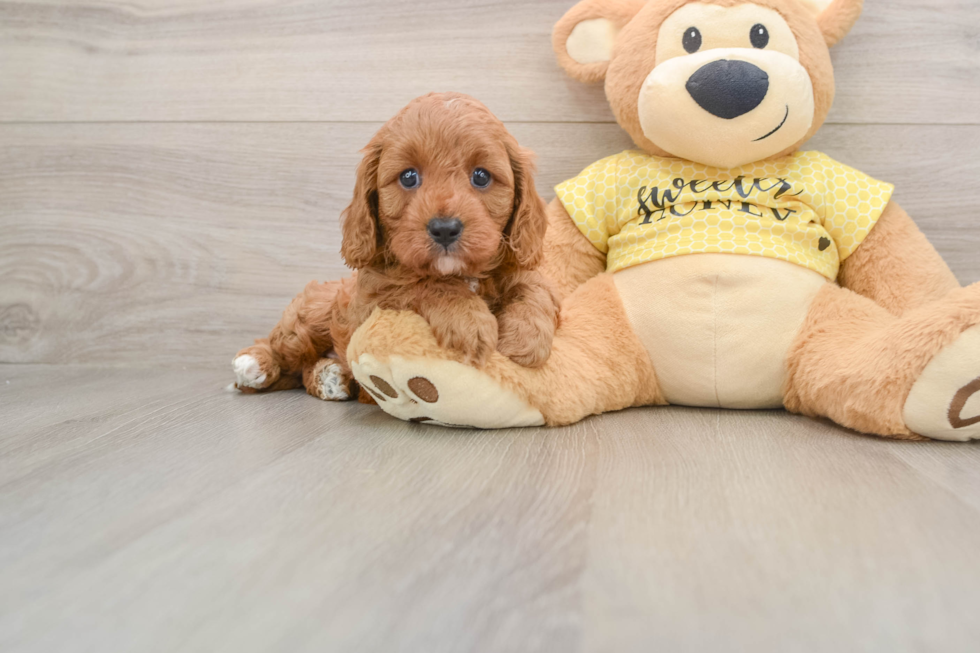 Cavapoo Pup Being Cute
